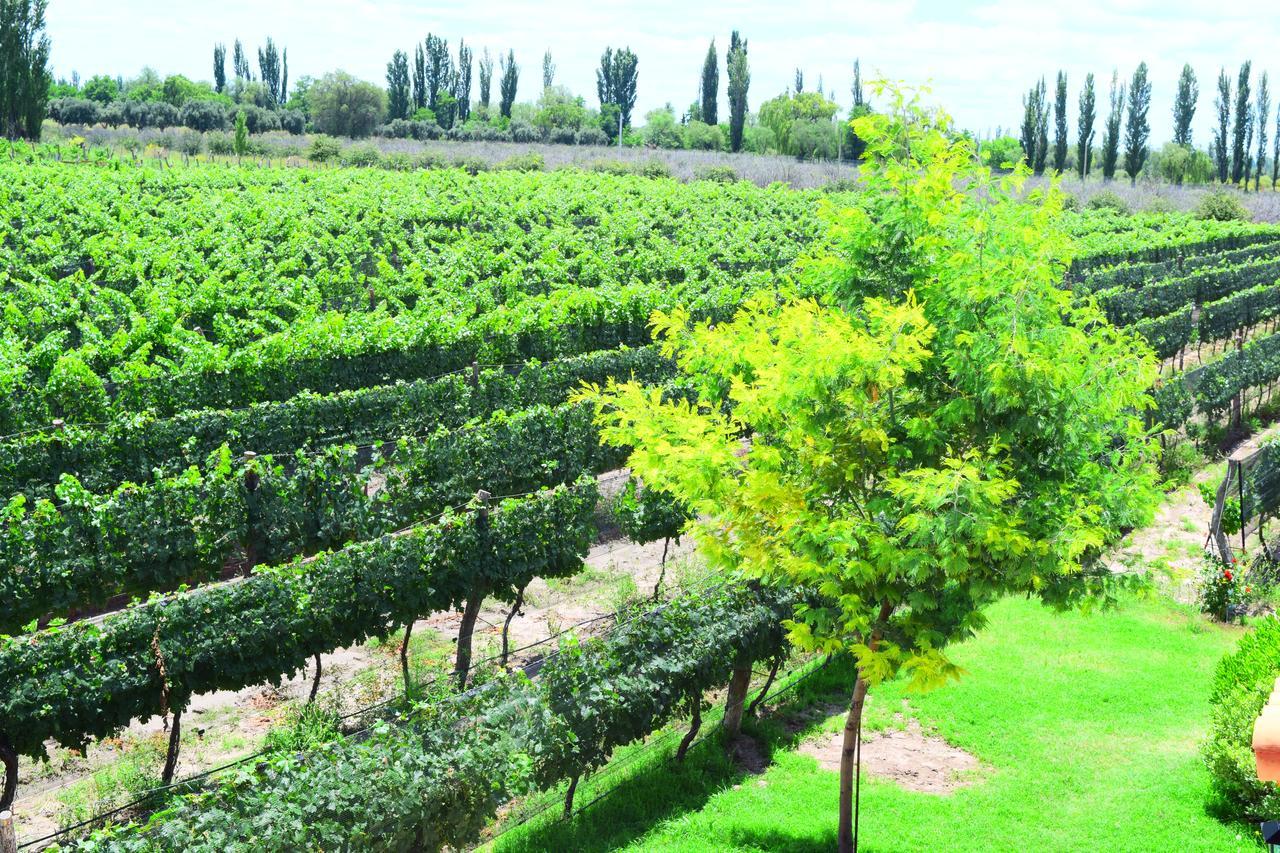 Chaglasian Wine & Suites San Rafael (Mendoza) Exterior foto